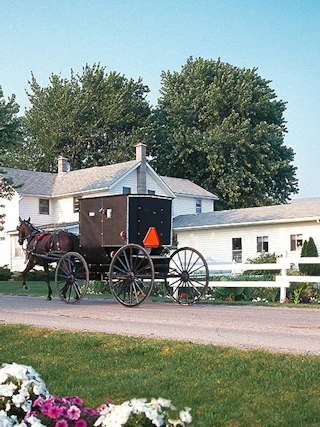 Amish Buggy