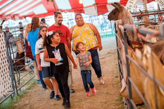 Families walking through livestock barns at the Elkhart County Fair, with animals in pens and fair exhibits inside a covered pavilion.