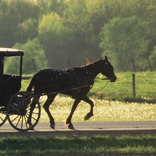 Horse pulling a traditional Amish buggy along a Shipshewana country road with green fields and trees in the background.