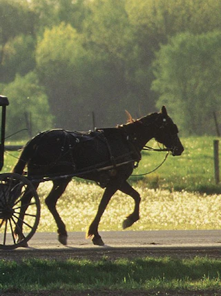 Horse pulling a traditional Amish buggy along a Shipshewana country road with green fields and trees in the background.