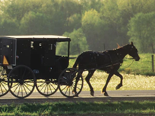 Horse pulling a traditional Amish buggy along a Shipshewana country road with green fields and trees in the background.