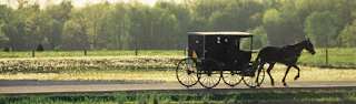 Horse pulling a traditional Amish buggy along a Shipshewana country road with green fields and trees in the background.