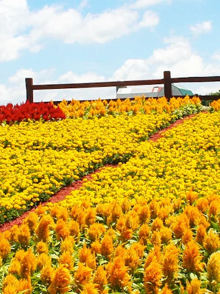 Image of Quilt Gardens in Elkhart County